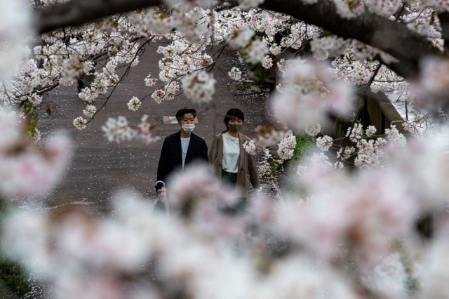 MS 812'YE KADAR TUTULAN KAYITLAR İNCELENDİ
Japonya’daki Osaka Eyalet Üniversitesi'nde araştırmacı olan Yasuyuki Aono, tarihi belgeler ve günlüklerden yola çıkarak Kyoto’daki milattan sonra 812 tarihine kadar kutalnan bahar bayramını kayıtlarını topladı. Aono, kiraz çiçeklerinin bin 200 yıldan yıldan daha uzun bir süredir bu yıl ilk  kez26 Mart gibi erken bir tarihte açtığını söyledi.