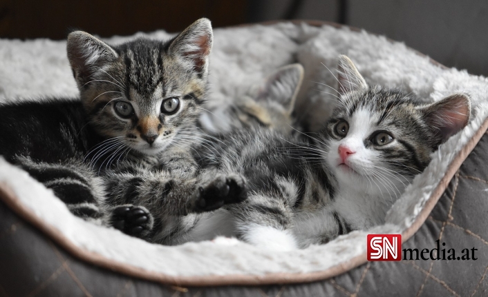 Avrupa'daki evcil kedilerin yaklaşık yüzde dördünde korona tespit edildi