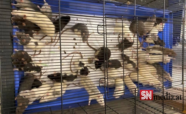 Viyana'da bir apartman dairesinde 100 fare bulundu
