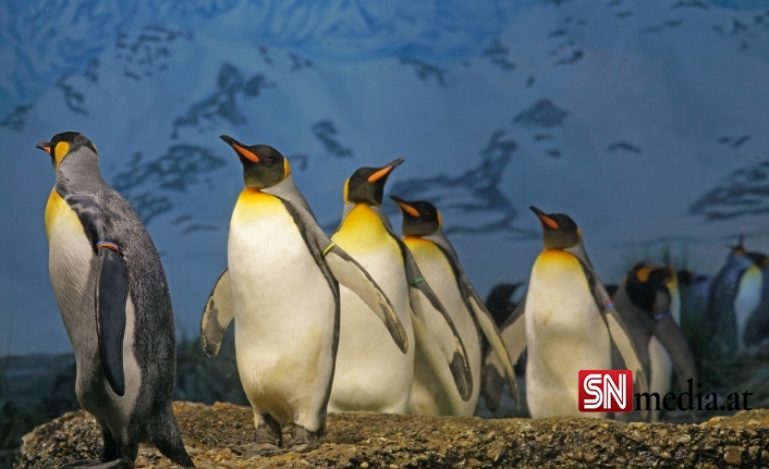 Bilim insanları uyardı: Afrika penguenlerinin soyu on yıllar içinde tükenebilir