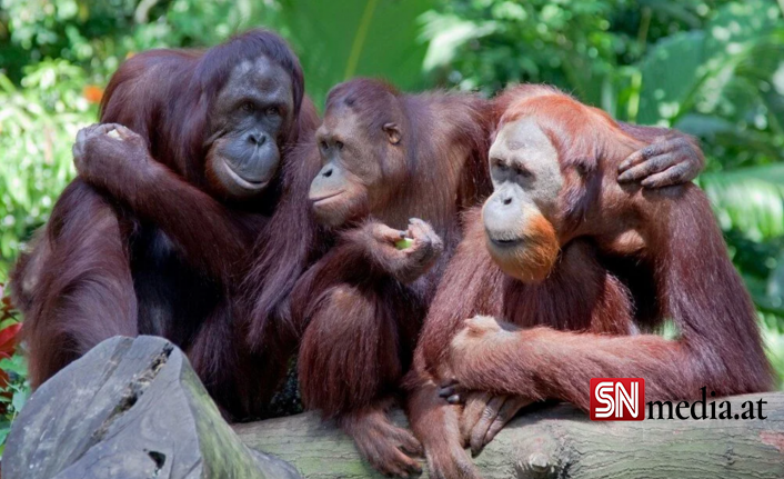 Orangutanlar havalı olduklarını göstermek için yeni argo sözcükler geliştiriyor