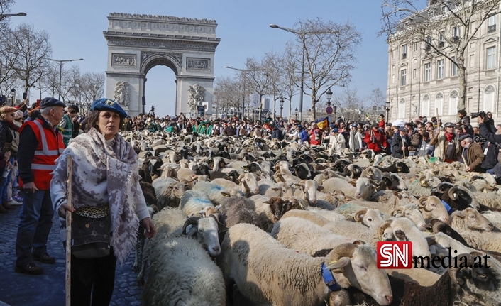 Paris'in ünlü caddesini koyunlar doldurdu