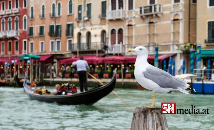 Venedik'teki otelcilerin martılarla başı dertte: Konuklarını su tabancalarıyla donattılar