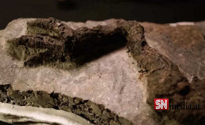 ABD'de bulunan fosil, göktaşının çarptığı gün ölen bir dinozora mı ait?