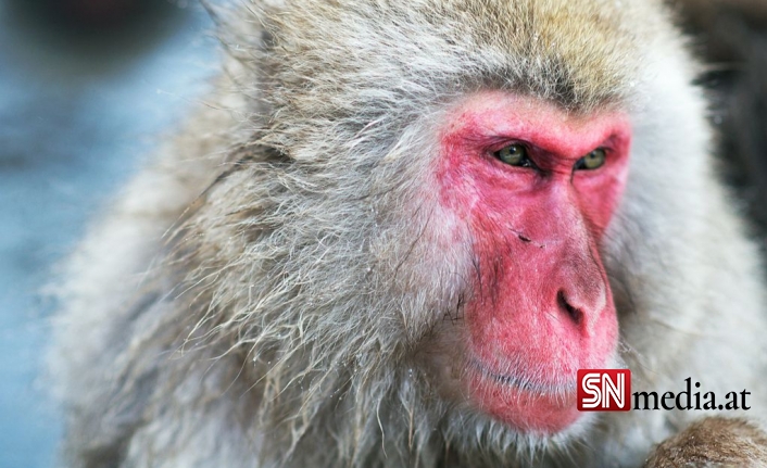Japonya'da 42 Kişi Maymun Saldırısı Sonucu Yaraladı