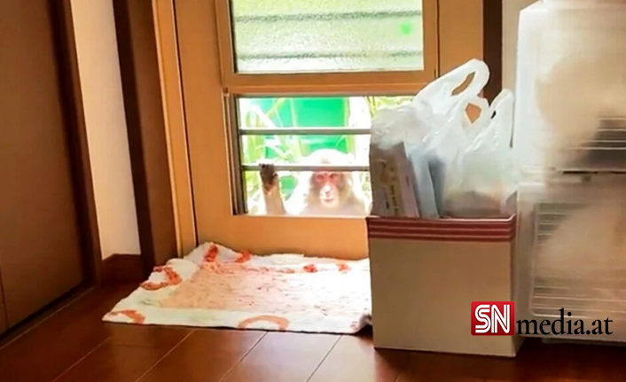 Japonya’da maymunlar 58 kişiye daha saldırdı