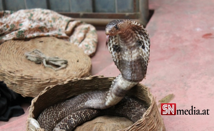 8 Yaşındaki Hintli Çocuk, Kobra Yılanını Isırarak Öldürdü