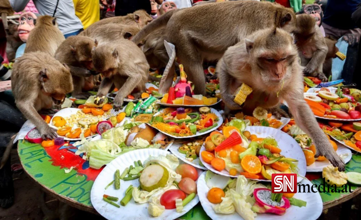 Tayland'da maymunlara açık büfe ziyafeti: Binlerce ton gıda saniyeler içinde bitti