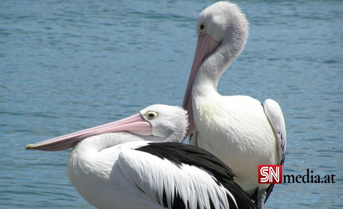 Peru'da 22.000'den Fazla Deniz Kuşu Öldü