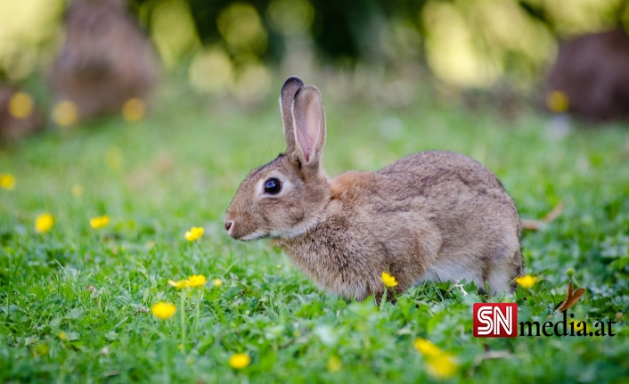 Avusturya’da Her yıl 17.500'den Fazla Tavşan Trafikte Ölüyor